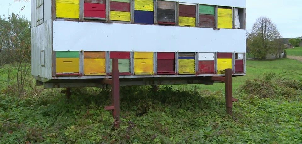 Seleći kontejner s obojenim košnicama na livadi